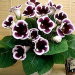 Gloxinia Purple White Seeds for Planting – Organic, Heirloom, Non-GMO Flower Seeds seeds for planting in home garden