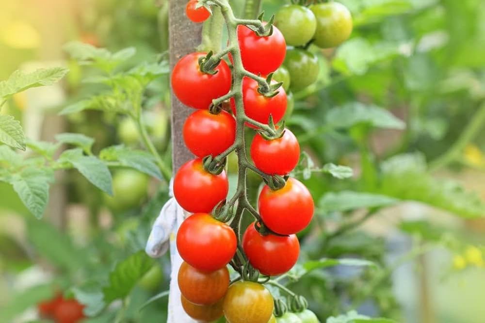 Crazy Cherry Tomato Solanum lycopersicum for planting in vegetable patch