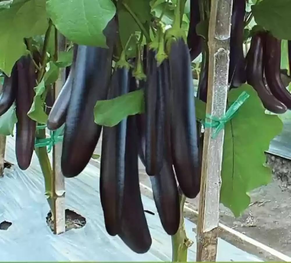 Diamond Eggplant Seeds for Planting Solanum Melongena vegetable patch balcony garden