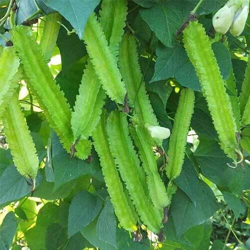 Green Winged Bean