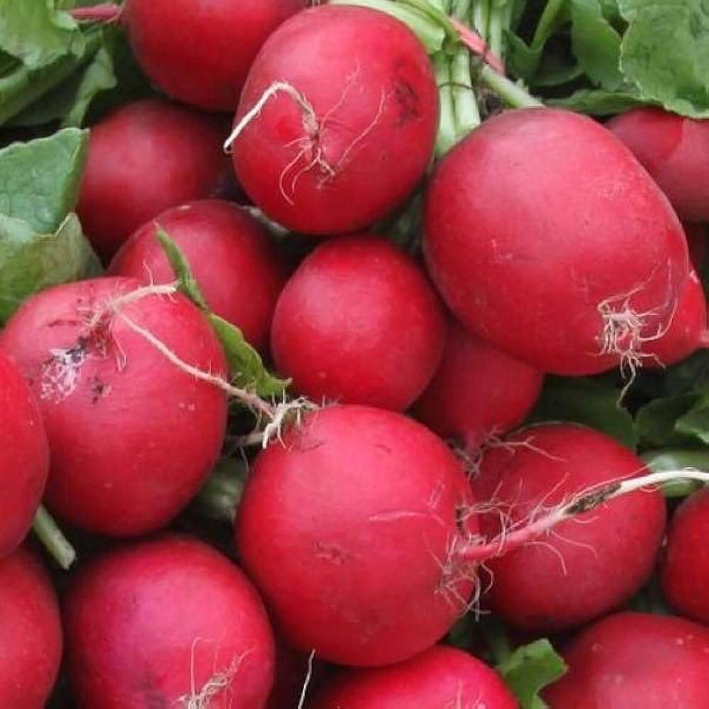 Red Meat Radish (Raphanus sativus) seeds for vegetable garden planting