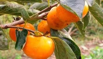 Suculentas Caqui Fruit Seeds - A Hardy and Flavorful Plant for Your Garden