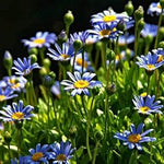 Blue Felicia Amelloides Flower Heirloom Non Gmo Image