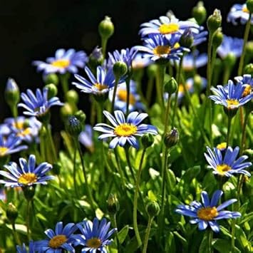 Blue Felicia Amelloides Flower Heirloom Non Gmo Image