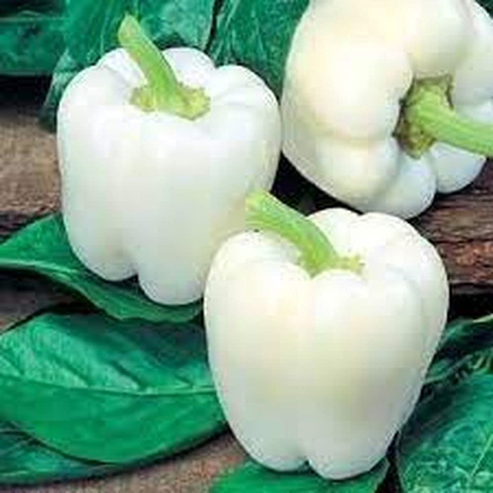 Pepper Capsicum annuum seeds for planting in home garden