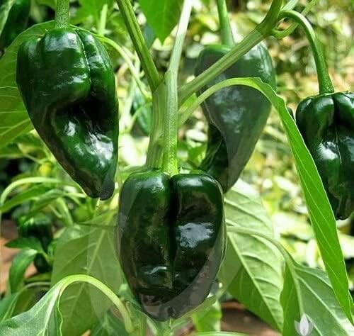 Ancho Poblano Pepper Seeds for Planting vegetable patch garden