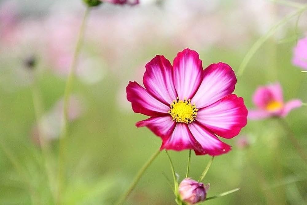 Cosmos Candy Stripe Seeds for Planting Cosmos Bipinnatus for Flower Beds and Borders