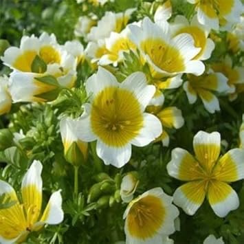 Yellow White Limnanthes Douglasii Flower Seeds for Planting - 100 pcs for planting in your garden.