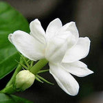Cape Jasmine (Gardenia jasminoides) for planting for fragrant white flowers