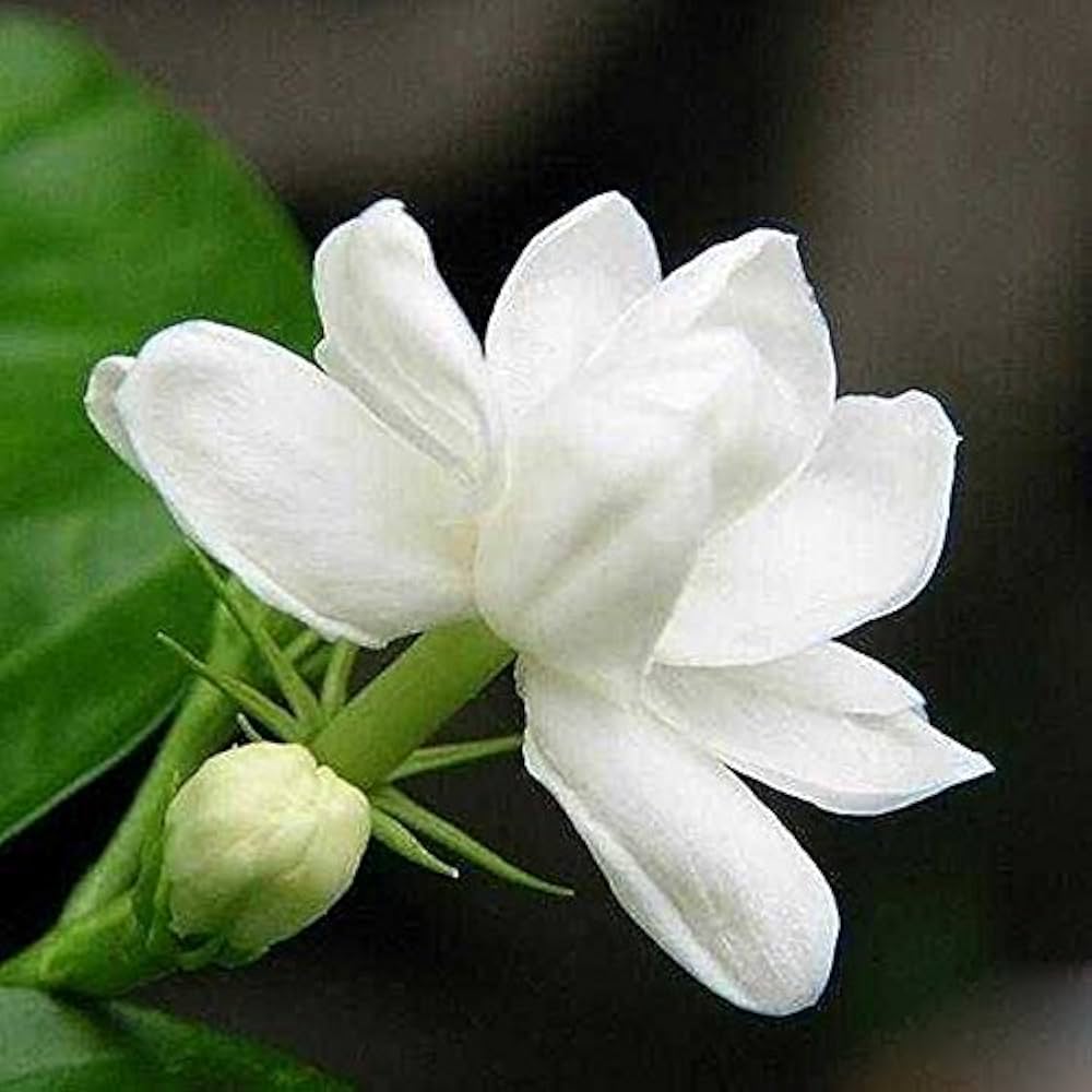 Cape Jasmine (Gardenia jasminoides) for planting for fragrant white flowers