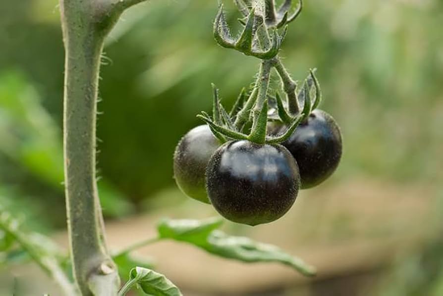 Heirloom Black Currant Tomato - Seeds for Non-GMO, Small and Sweet Tomato Harvests