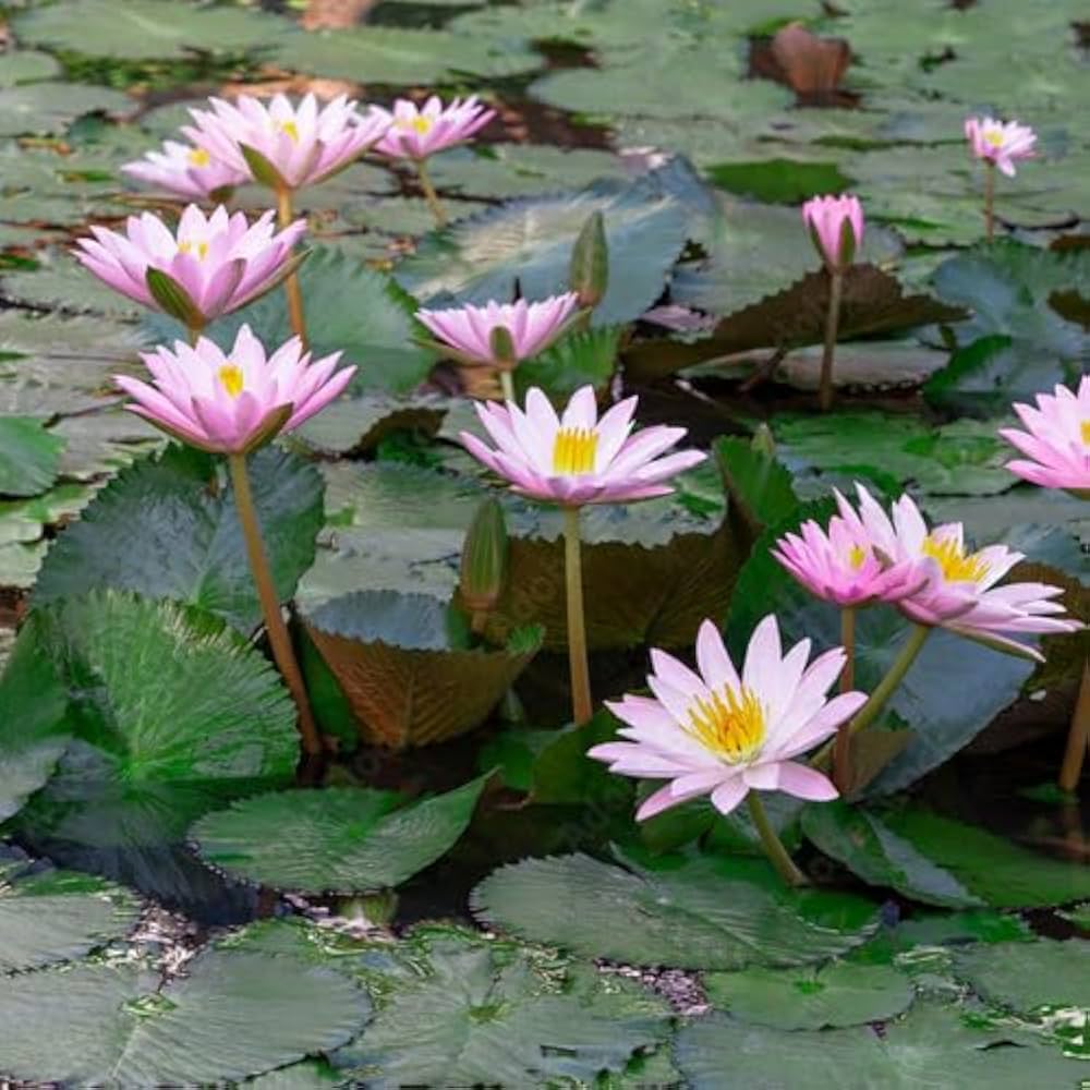 Water Lily (Any Color) - Plant Seeds