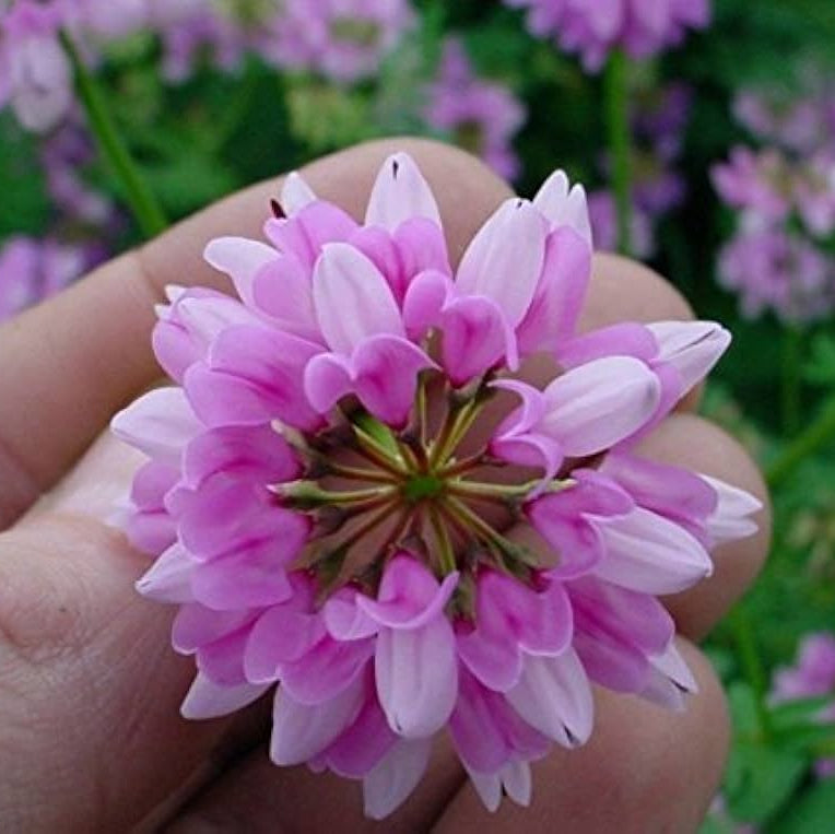 Pink Crownvetch Flower Seeds for Planting – Organic, Heirloom, Non-GMO Ground Cover Seeds