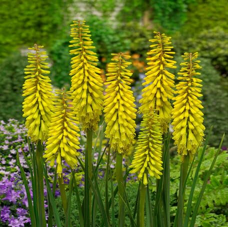 Yellow Kniphofia Flower - Heirloom, Non - Gmo Seeds