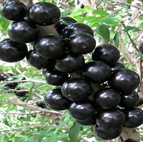 Black Jabuticaba Fruit - Heirloom, Non - Gmo Seeds