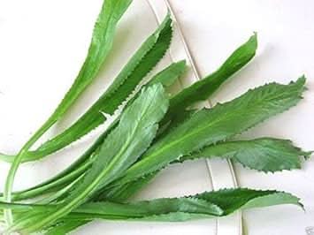 Green Culantro Plant Seeds for Flavored Herb Gardens and Cooking – Fresh Herb for Your Garden