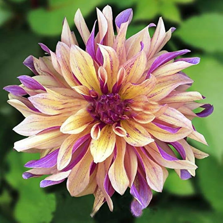 Dahlia Cancan Flower Seeds for Planting - Heirloom and Non-GMO garden seeds