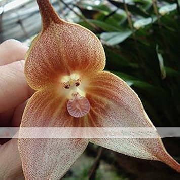 Brown Dracula Flower Heirloom Non Gmo Image