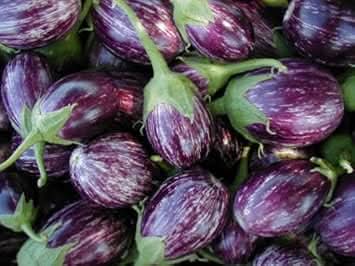 Purple Eggplant Seeds for Planting