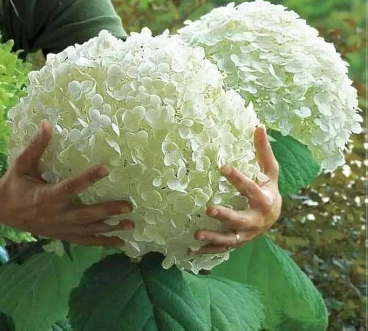 Heirloom Hydrangea Annabelle flower seeds – non‑GMO flowering shrub seeds Dhara Seeds