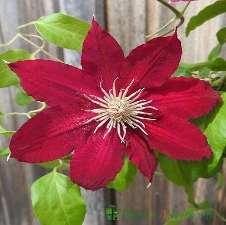 Red Clematis Flower - Heirloom, Non - Gmo Seeds