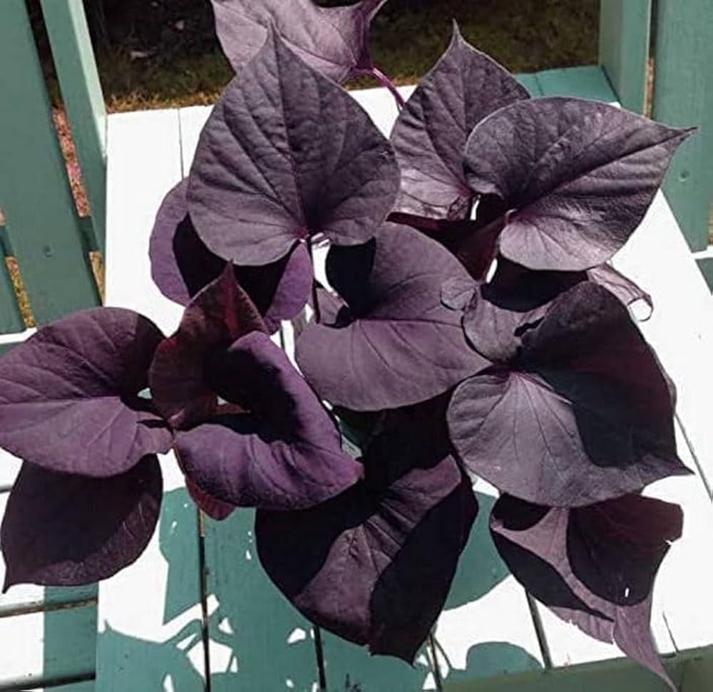 Sweet Potato Ipomoea batatas Seeds for Planting in Vegetable Patch and Backyard Farm