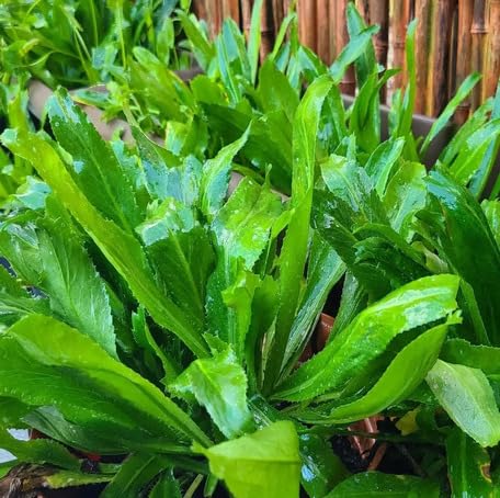 Green Culantro - Heirloom, Non - Gmo Seeds