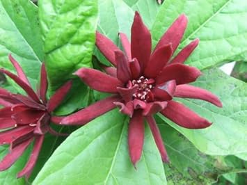 Maroon Carolina Allspice Flower Seeds for Planting - 100 seeds for planting in home garden