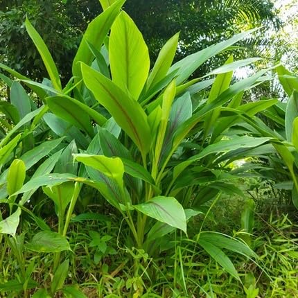 Green Turmeric - Heirloom, Non - Gmo Seeds