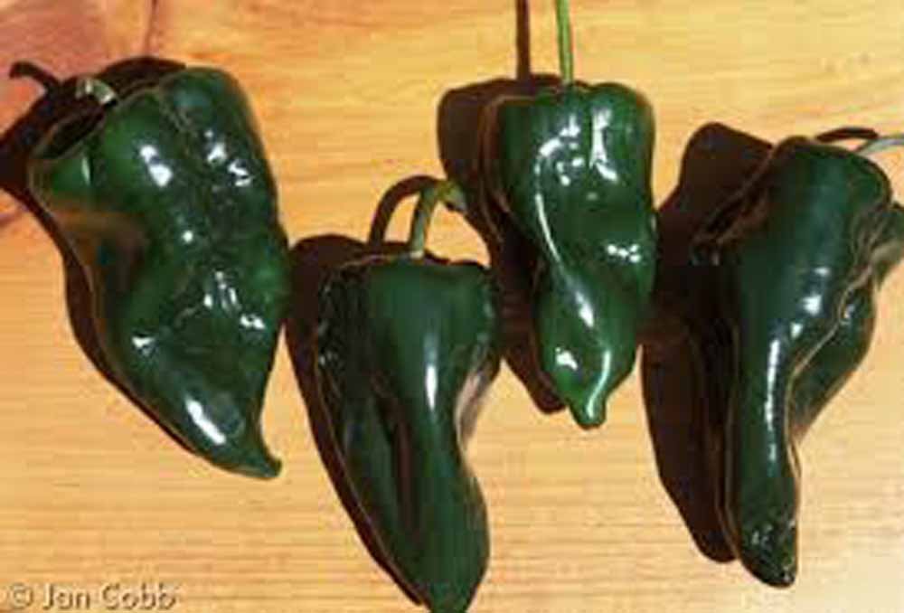 Pepper Poblano Organic Non Gmo Heirloom Non Gmo Image