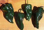 Pepper Poblano Organic Non Gmo Heirloom Non Gmo Image