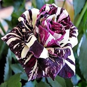 & (& scientific name) for planting in garden
