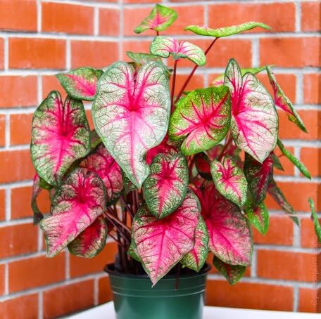 Green Pink Caladium - Heirloom, Non - Gmo Seeds