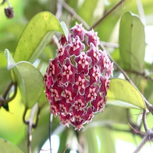 Red Hoya Flower - Heirloom, Non - Gmo Seeds