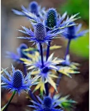 Eryngium Alpinum Plant Seeds for Planting - NON GMO Seeds Dhara Seeds