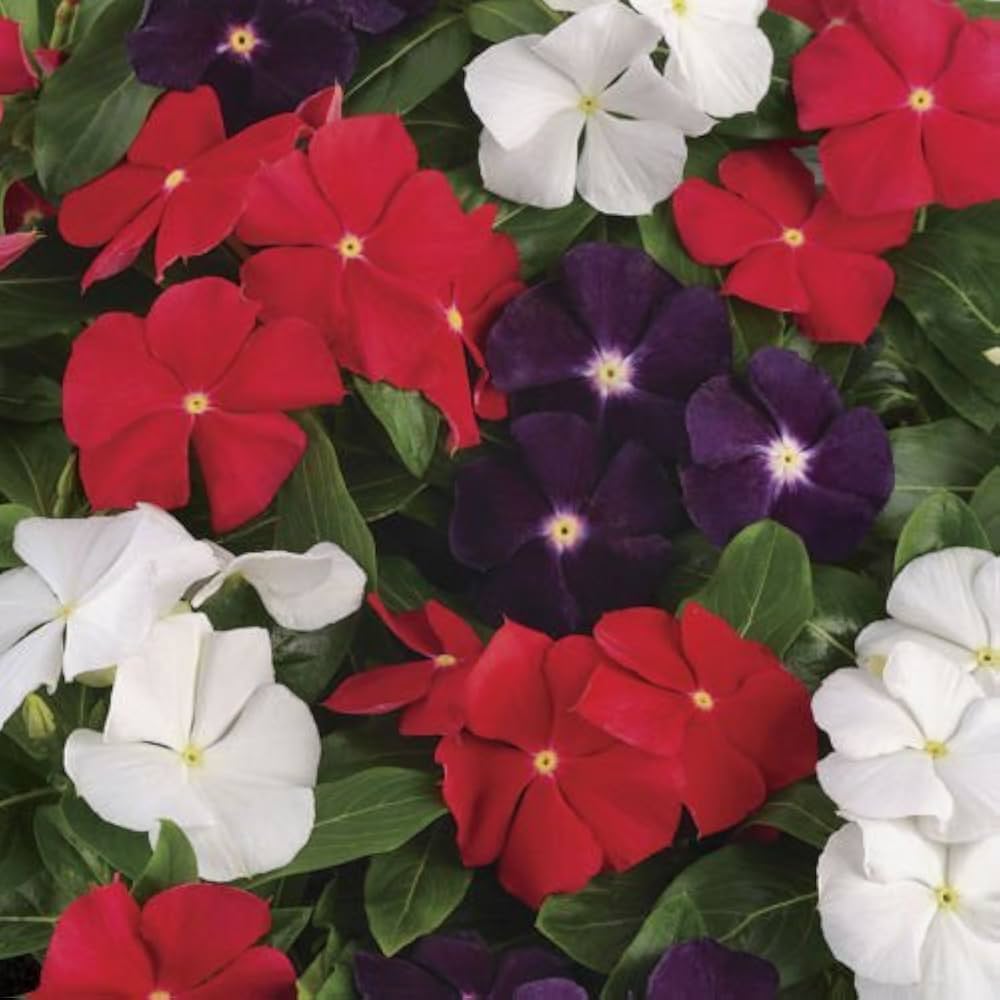 Dwarf Little Periwinkle – mixed color flowers for planting
