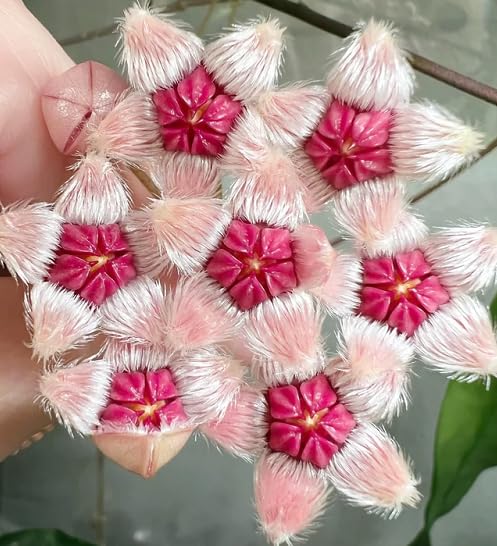 Pink Hoya Flower - Heirloom, Non - Gmo Seeds