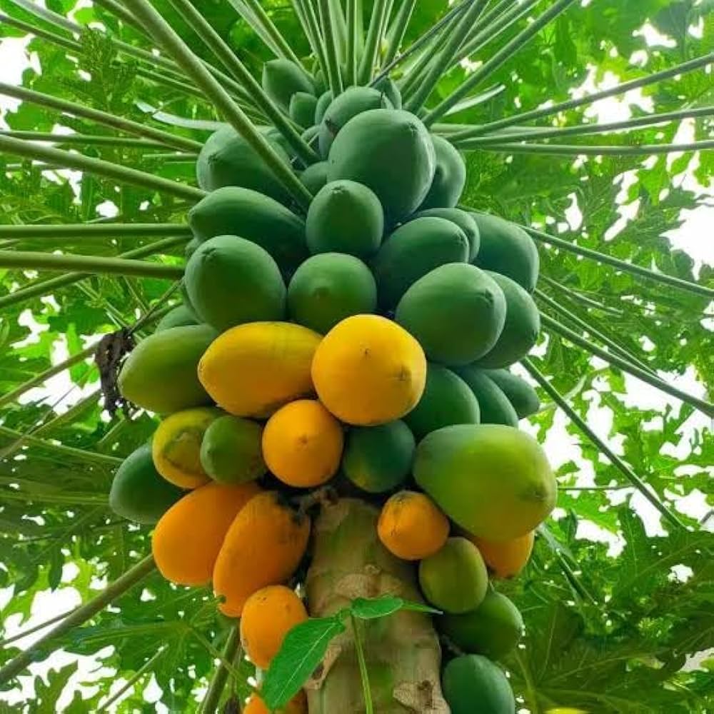 Papaya Fruit Carica papaya Seeds for Planting for Home Garden and Vegetable Patch