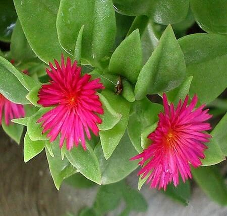 Pink Aptenia Flower