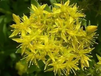 Yellow Aizoon Flower Seeds for Garden - NON GMO Seeds Dhara Seeds