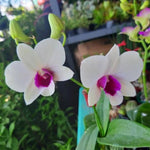 Dendrobium flower seeds for indoor garden and bonsai decoration