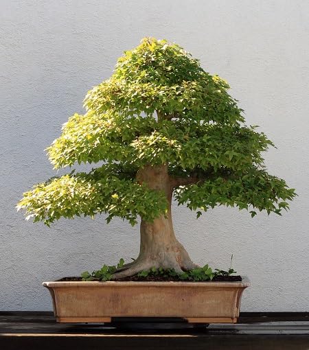 Green Bonsai Tree - Heirloom, Non - Gmo Seeds