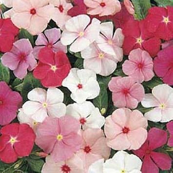 Mixed Vinca Flower Seeds for Planting - 100