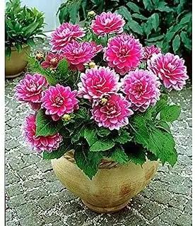 Pink Multi-Color Dahlia Flower Seeds for planting in home garden
