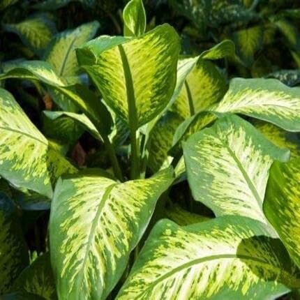 Caladium Green