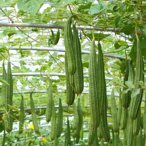 Green Luffa - Heirloom, Non - Gmo Seeds