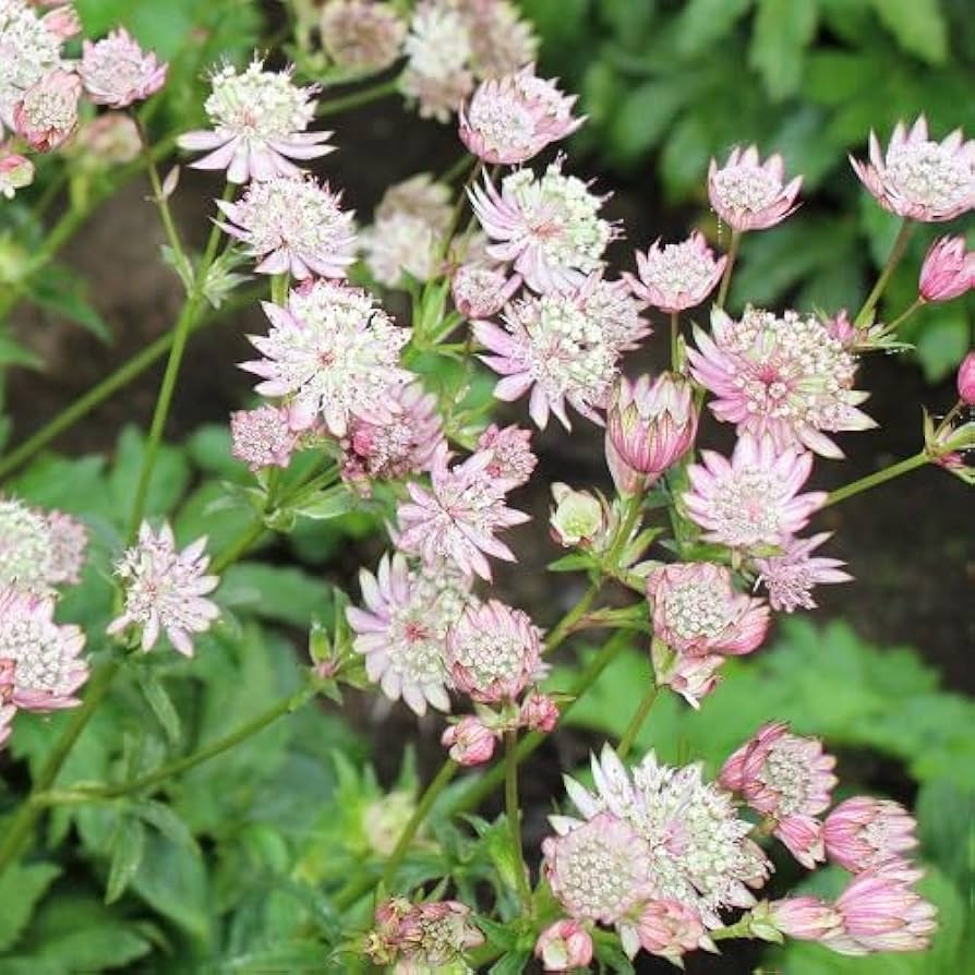 Astrantia seeds for bonsai or star umbel garden flowers