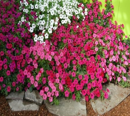 Petunia Flower - Heirloom, Non - Gmo Seeds