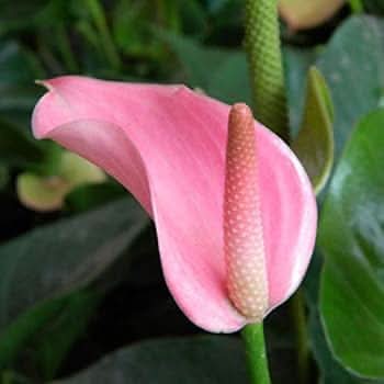 Anthurium Andraeanum Flower Seeds for Planting – Exotic Tropical Indoor Garden Blooms