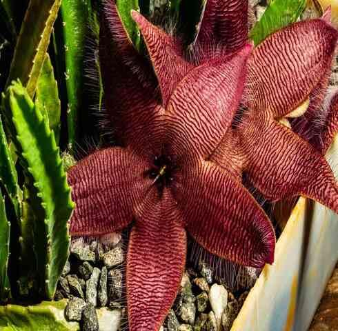 Red Stapelia Flower - Heirloom, Non - Gmo Seeds